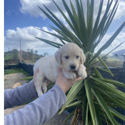 Golden Retriever Golden retriever