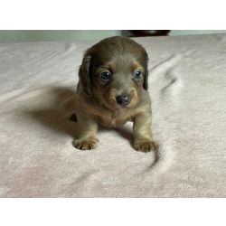 Dachshund Filhote de Dachshund pelo longo S�o Paulo Itatiba