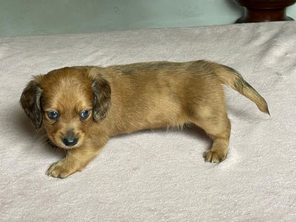 Filhote de Dachshund pelo longo
