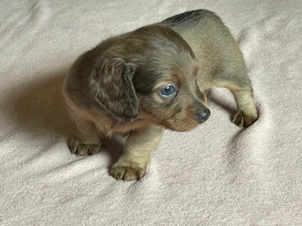 Filhote de Dachshund pelo longo