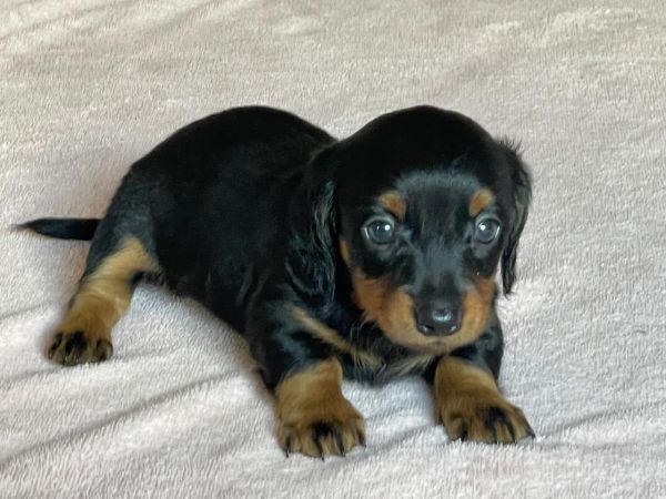 Filhote de Dachshund pelo longo