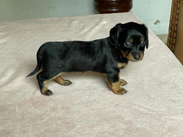 Filhote de Dachshund pelo longo