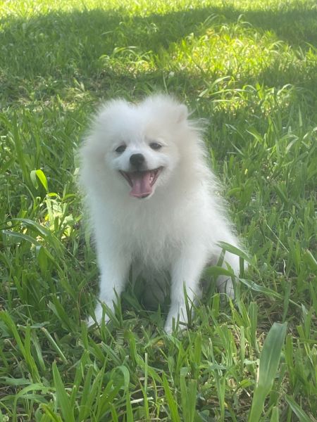 SPITZ PARA ALEGRAR A SUA VIDA C�ES LINDOS CRIADOS POR M�DICA VET