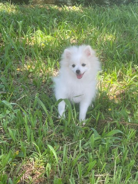 SPITZ PARA ALEGRAR A SUA VIDA C�ES LINDOS CRIADOS POR M�DICA VET