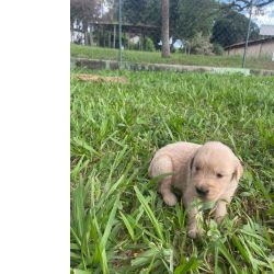 Golden Retriever VENHA BUSCAR O SEU GOLDEN COM A GENTE AQUI O SEU FILHOTE � CRIADO POR M�DICA VET