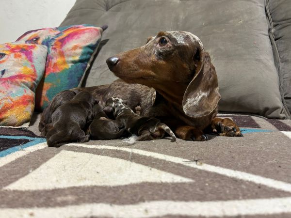 DACHSHUND MINIATURA PELO CURTO LINDOS FILHOTES DISPON�VEIS