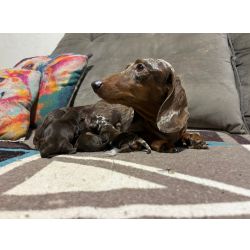 Dachshund DACHSHUND MINIATURA PELO CURTO LINDOS FILHOTES DISPON�VEIS S�o Paulo S�o Paulo