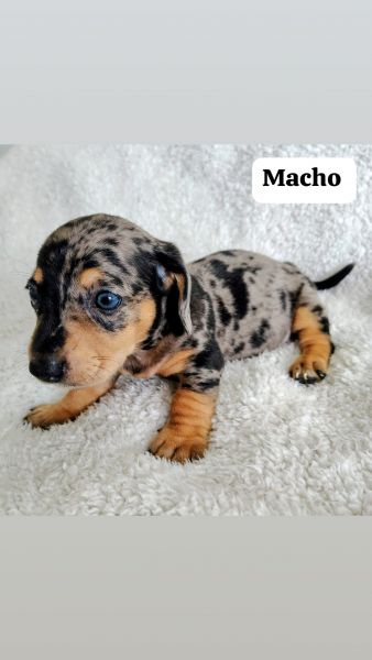DACHSHUND MINIATURA PELO CURTO LINDOS FILHOTES DISPON�VEIS
