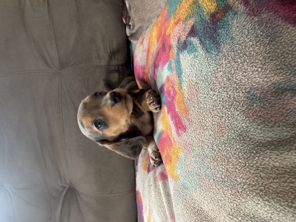 DACHSHUND MINIATURA PELO CURTO LINDOS FILHOTES DISPON�VEIS