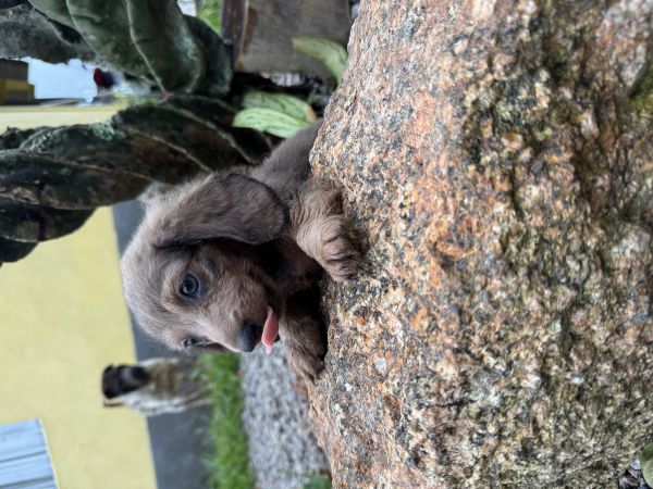DACHSHUND PELO LONGO LINDOS FILHOTES DISPON�VEIS