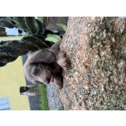 Dachshund DACHSHUND PELO LONGO LINDOS FILHOTES DISPON�VEIS