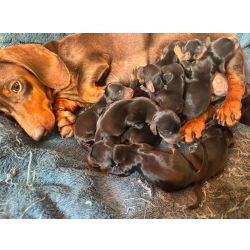 Dachshund DACHSHUND FILHOTES EM TODAS AS VARIEDADES DE TAMANHO E PELAGEM V�RIAS CORES