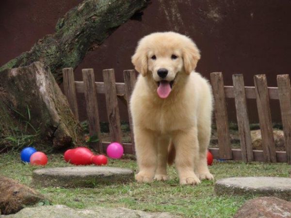 Golden Retriever Microchipado Macho Canil Tajj Mahall  Tr�s doses vacina importada Curitiba