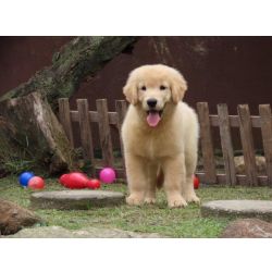 Golden Retriever Golden Retriever Microchipado Macho Canil Tajj Mahall  Tr�s doses vacina importada Curitiba Paran� CURITIBA