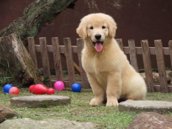 Golden Retriever Microchipado Macho Canil Tajj Mahall  Tr�s doses vacina importada Curitiba