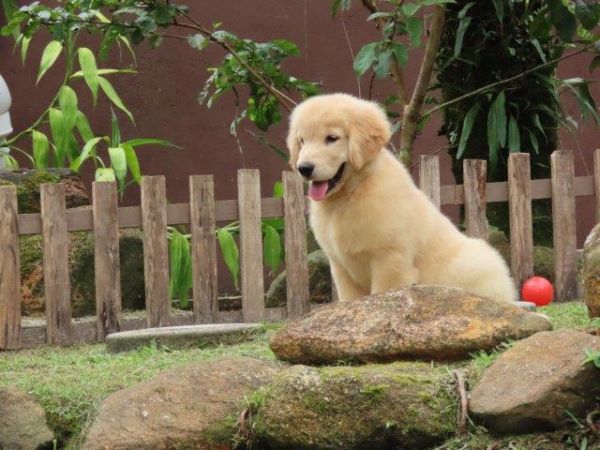 Golden Retriever Microchipado Macho Canil Tajj Mahall  Tr�s doses vacina importada Curitiba