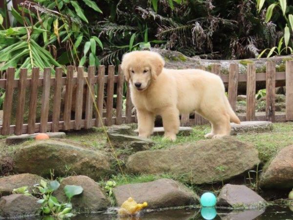 Golden Retriever Microchipado Macho Canil Tajj Mahall  Tr�s doses vacina importada Curitiba