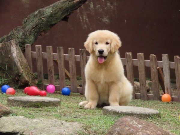 Golden Retriever Microchipado Macho Canil Tajj Mahall  Tr�s doses vacina importada Curitiba