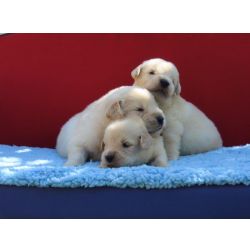 Golden Retriever Golden Retriever Filhotes para RESERVA Lind�ssimos Tajj Mahall Vacina importada Curitiba Reserve J� Paran� CURITIBA