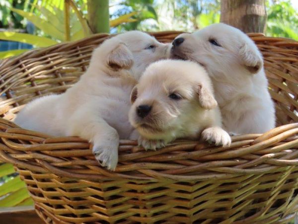 Golden Retriever Filhotes para RESERVA Lind�ssimos Tajj Mahall Vacina importada Curitiba Reserve J�