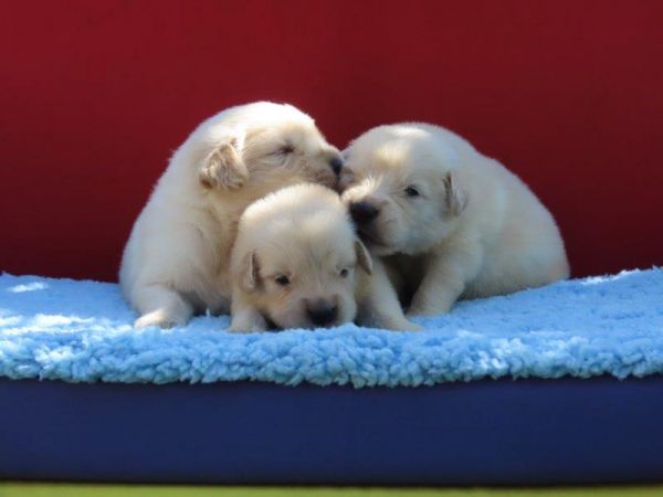 Golden Retriever Filhotes para RESERVA Lind�ssimos Tajj Mahall Vacina importada Curitiba Reserve J�