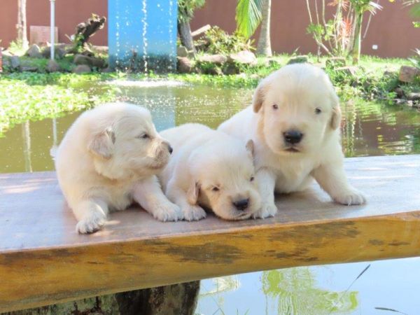 Golden Retriever Filhotes para RESERVA Lind�ssimos Tajj Mahall Vacina importada Curitiba Reserve J�
