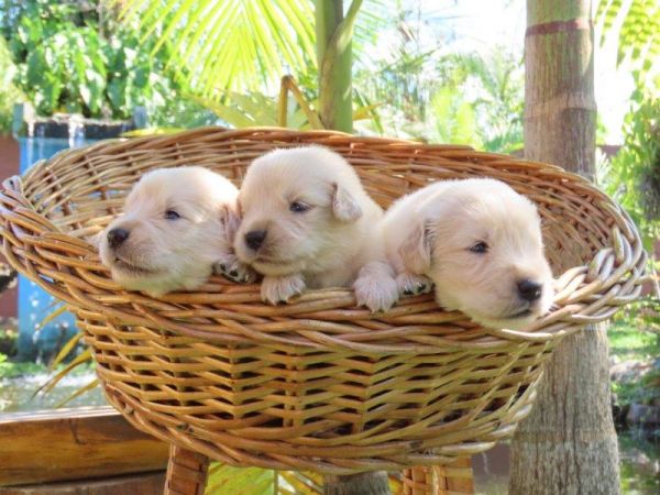 Golden Retriever Filhotes para RESERVA Lind�ssimos Tajj Mahall Vacina importada Curitiba Reserve J�