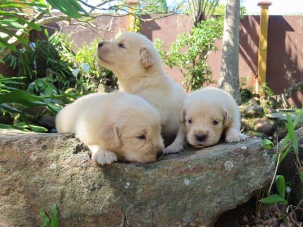 Golden Retriever Filhotes para RESERVA Lind�ssimos Tajj Mahall Vacina importada Curitiba Reserve J�