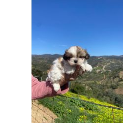 Shih-tzu Shih tzu