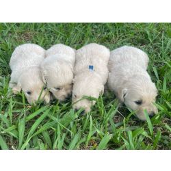 Golden Retriever SOMENTE AQUI O SEU GOLDEN RETRIEVER � CRIADO POR M�DICA VETERIN�RIA S�o Paulo S�o Paulo