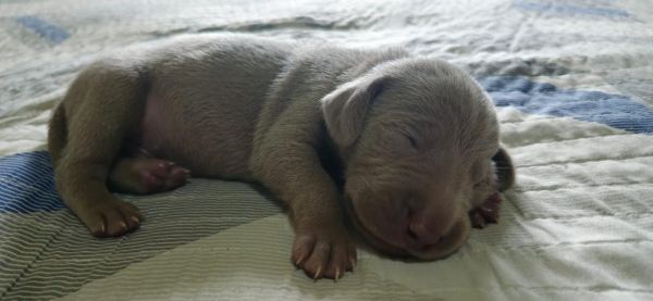 WEIMARANERS COM QUALIDADE VETERIN�RIA DE CRIA��O