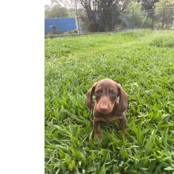 Dachshund DACHS EM DIFERENTES CORES E PELAGENS C�ES MARAVILHOSOS CRIADOS POR M�DICA VET S�o Paulo S�o Paulo