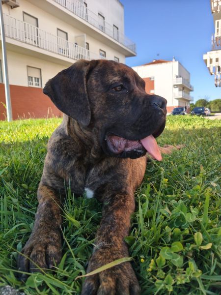 Cane Corso macho