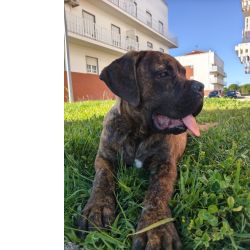 Cane Corso Cane Corso macho Lisboa Aveiras De Cima