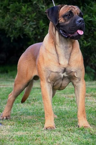 Cane Corso macho