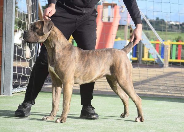 Cane Corso macho