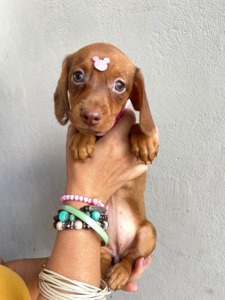 BASSET MINI TECKEL LINDOS MACHOS E F�MEA DOURADOS PARC DEZ X ENTREGO HOJE CHAMA NO ZAP