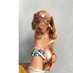Dachshund BASSET MINI TECKEL LINDOS MACHOS E F�MEA DOURADOS PARC DEZ X ENTREGO HOJE CHAMA NO ZAP