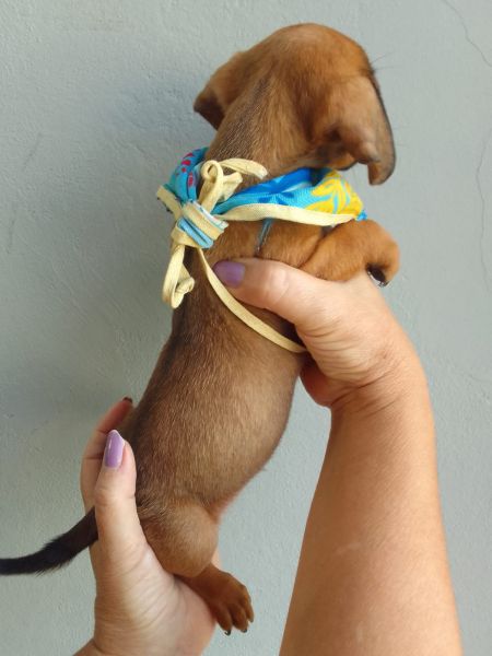 BASSET MINI TECKEL LINDOS MACHOS E F�MEA DOURADOS PARC DEZ X ENTREGO HOJE CHAMA NO ZAP