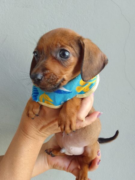 BASSET MINI TECKEL LINDOS MACHOS E F�MEA DOURADOS PARC DEZ X ENTREGO HOJE CHAMA NO ZAP