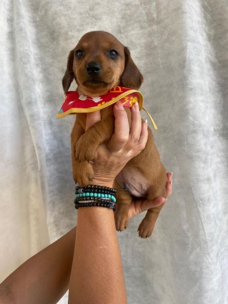 BASSET MINI TECKEL LINDOS MACHOS E F�MEA DOURADOS PARC DEZ X ENTREGO HOJE CHAMA NO ZAP