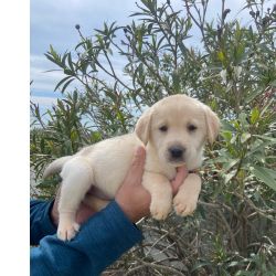 Retriever Do Labrador Labrador retriever
