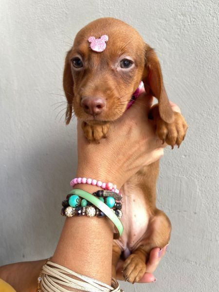 Basset mini teckel lindos m f  parc dez vezes no cart�o