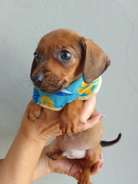 Basset mini teckel lindos m f  parc dez vezes no cart�o