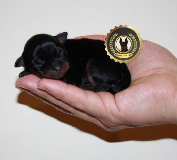 Pinscher Super Miniatura