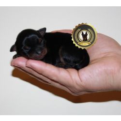 Pinscher Miniatura Pinscher Super Miniatura