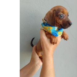 Dachshund FILHOTE DE SALSICHA MACHO CARAMELO S�o Paulo Cotia
