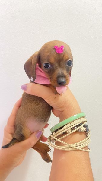 FILHOTE DE SALSICHA FÊMEA KANINCHEN CARAMELO