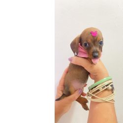 Dachshund FILHOTE DE SALSICHA F�MEA KANINCHEN CARAMELO S�o Paulo Cotia