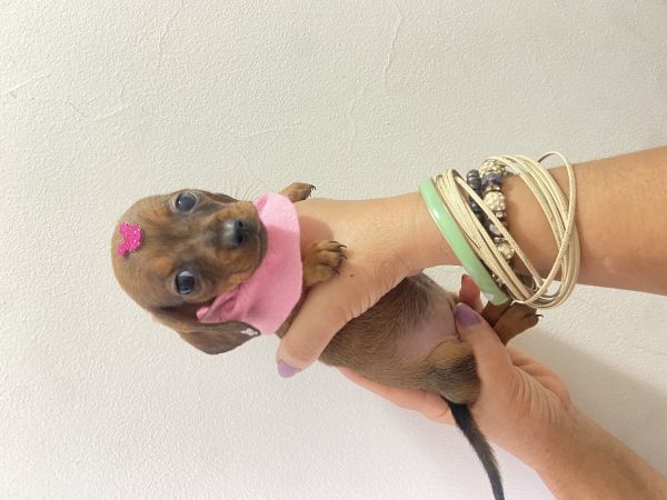 FILHOTE DE SALSICHA FÊMEA KANINCHEN CARAMELO